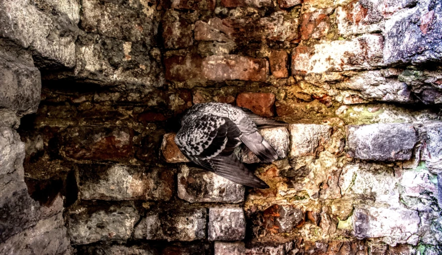 Photography | Honourable Mention: Death, for the fallen one