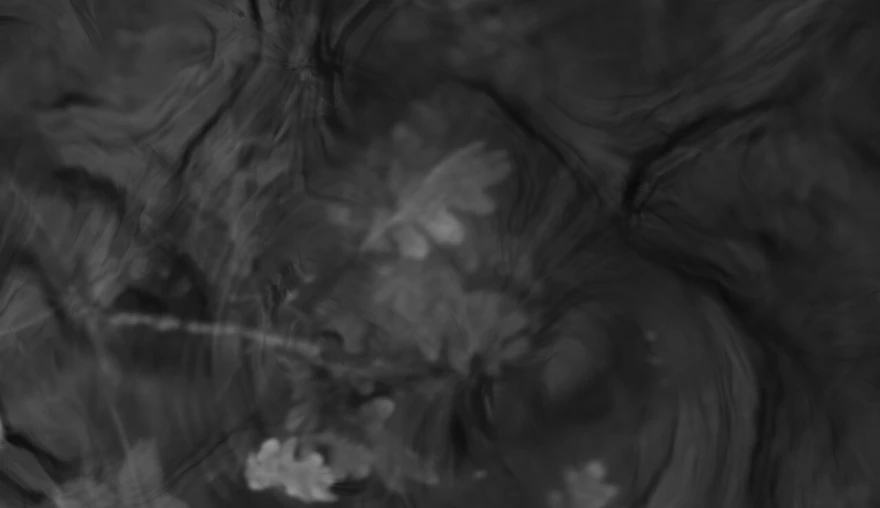 Photography | A scene of decomposition