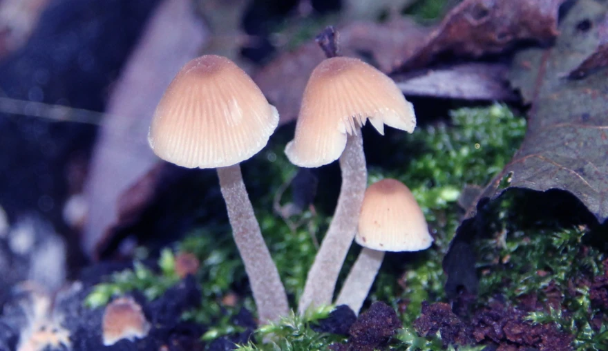 Photography | Mycelium