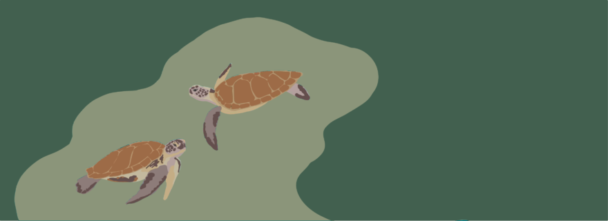 Essay: How can marine conservation improve diplomatic relations?