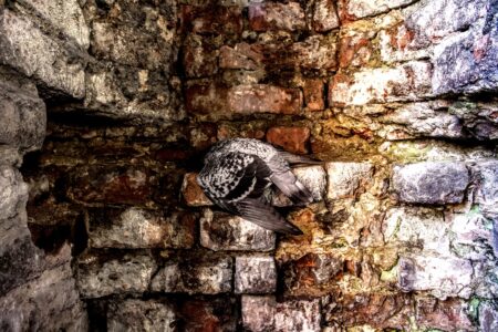 Photography | Honourable Mention: Death, for the fallen one