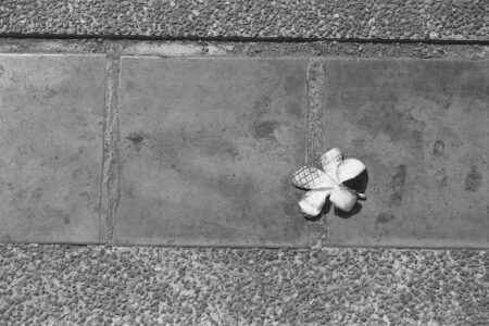 Photography | Resilience