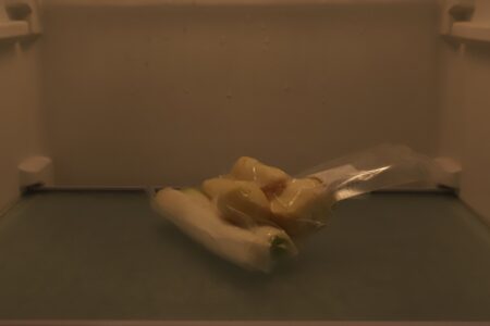 Photography | Ginger under Gaze